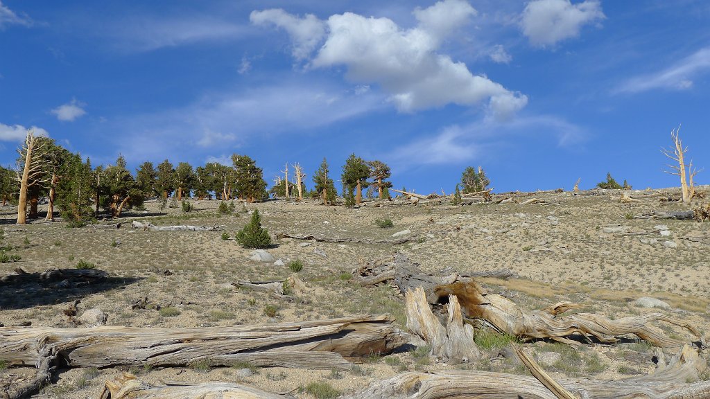 SouthernSierra 659